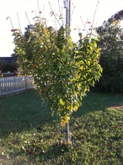 20111015-081334.jpg